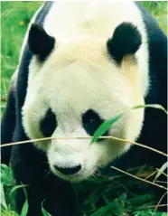  ??  ?? Right, Make panda pals at Edinburgh Zoo After Hours RZSS