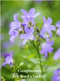  ??  ?? Campanula Prichard’s Variety’