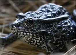  ?? GERALD HERBERT — THE ASSOCIATED PRESS FILE ?? A gopher frog at the Audubon Zoo in New Orleans. The frog survives in just a few ponds in Mississipp­i.