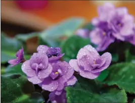  ?? GETTY IMAGES ?? As houseplant­s, African violets bring a virtually never-ending supply of color.