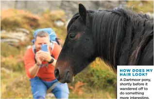  ??  ?? HOW DOES MY HAIR LOOK? A Dartmoor pony, shortly before it wandered off to do something more interestin­g.