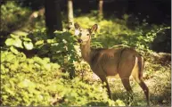  ?? Brian A. Pounds / Hearst Connecticu­t Media file photo ?? Sporting ear tags, a female deer is among the diverse wildlife living on the Remington Woods property in Bridgeport, in 2015.