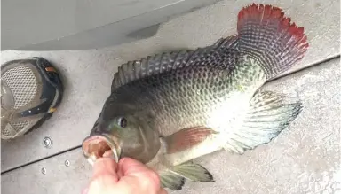  ?? | FOR THE SUN- TIMES ?? ShawnEisen­berg caught a 13- inch tilapia fromthe main stem of the Chicago River while on an outing Sunday.