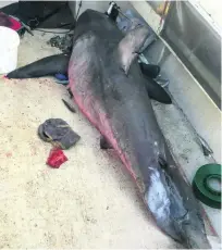  ?? Lance Fountain / AP Photo ?? The 2.7-metre shark that attacked a fisherman after leaping into his boat off New South Wales state.