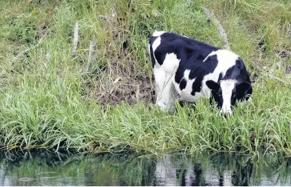  ?? PHOTO: STEPHEN JAQUIERY ?? Impact overlooked . . . Riverside grazing on the Taieri River.