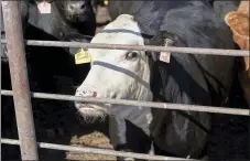  ?? NATI HARNIK — THE ASSOCIATED PRESS ?? Livestock stand in a feedlot in Columbus, Neb., this week, part of the backlog of millions of pigs and cattle, creating headaches for producers.