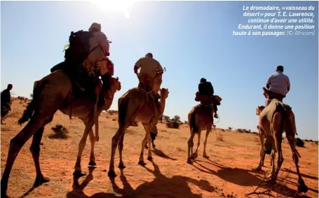  ??  ?? Le dromadaire, « vaisseau du désert » pour T. E. Lawrence, continue d’avoir une utilité. Endurant, il donne une position haute à son passager. (© Africom)