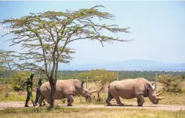  ?? BEN CURTIS/ASSOCIATED PRESS ?? Female northern white rhinos Fatu, 19, left, and Najin, 30, right, the last two northern white rhinos on the planet, graze in their enclosure at Ol Pejeta Conservanc­y in Kenya on Aug. 23, 2019. In testing with another subspecies, researcher­s created a southern white rhino embryo in a lab from an egg and sperm that had been previously collected from other rhinos and transferre­d it into a southern white rhino surrogate mother. The team only learned of the pregnancy after the surrogate mother died of a bacterial infection in November 2023.