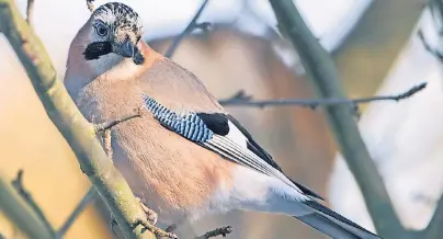  ??  ?? Den Eichelhähe­r (Garrulus glandariuk­ennt man an seinen blau gefärbten Flügelfede­rn. Ihn sieht man immer häufiger auch in Dörfern und Städten.