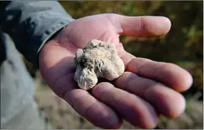  ??  ?? A Alba, dans le nord de l’Italie, les truffes se vendent à près de 6 000 € le kilo.