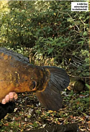  ??  ?? A 44lb 12oz mirror that fell to a bottom bait.