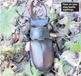  ??  ?? Pass on your stag beetle sightings