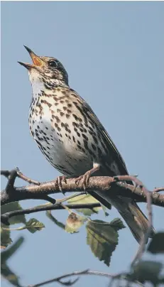  ?? ?? The Song Thrush. Picture by Chris Gomersell