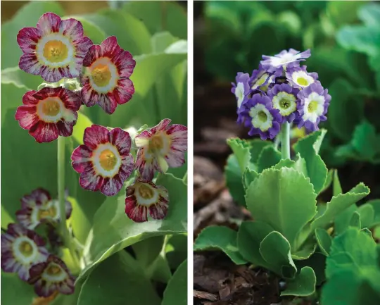  ??  ?? FROM LEFT Striped flowers are an option in the world of auriculas; A clear blue auricula on a sunny day – perfection.