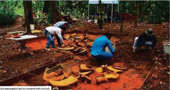  ??  ?? Archaeolog­ists had to contend with not just the thick forest but also wild animals such as tapirs in their search for artefacts