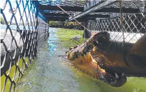  ??  ?? A crocodile has been caught at Saunders Beach by DES officers.