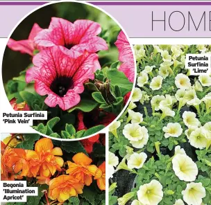  ?? ?? Petunia Surfinia ‘Pink Vein’
Begonia ’Illuminati­on Apricot’
Petunia Surfinia ‘Lime’