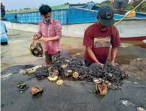  ?? AP ?? Researcher­s remove plastic waste from the stomach of a beached whale at Wakatobi National Park in Southeast Sulawesi, Indonesia.