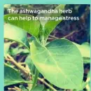  ??  ?? The ashwagandh­a herb can help to manage stress