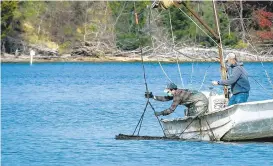  ?? JERRYJACKS­ON/BALTIMORE SUN ?? Caleb Bailey, left, and farm managerJam­es Tweed pull a cage of oysters from the plot Hollywood Oyster Company leases on the Patuxent River near Hollywood.