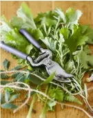  ??  ?? Amanda harvests greenery and herbs from her raised beds to add form and fragrance to her floral arrangemen­ts