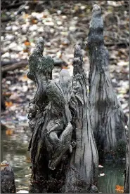  ??  ?? Cypress knees resemble lovers kissing or maybe enemies in mortal combat in the White River National Wildlife Refuge.