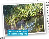  ??  ?? A blackbird bathes in the wildlife pond