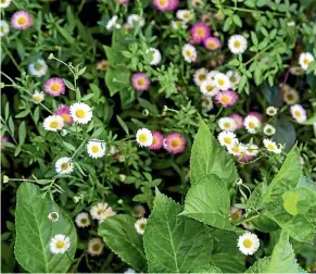  ??  ?? The mexican daisy, an invasive species, will head south.