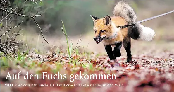  ?? BILD: STEFFI NIERHOFF ?? Füchsin Leotie ist häufig mit ihrer Halterin im Vareler Wald anzutreffe­n.