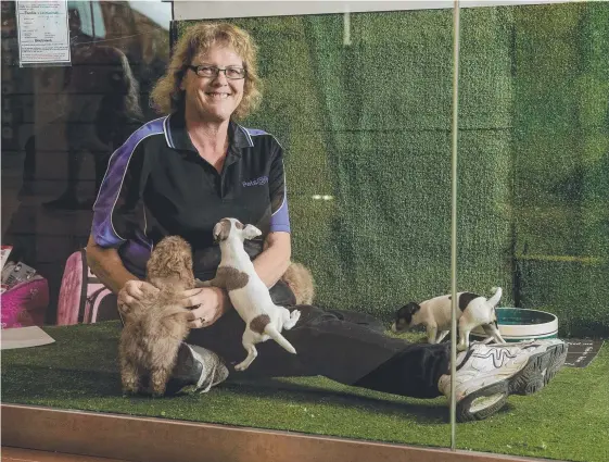  ?? Pictures: JERAD WILLIAMS ?? Pets @ Play owner Toni Whetton has been on the receiving end of abuse for selling puppies in her new store at Australia Fair, Southport.