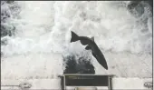  ??  ?? A Chinook salmon attempts to enter the fish ladder at Mokelumne River Fish Hatchery on Thursday.