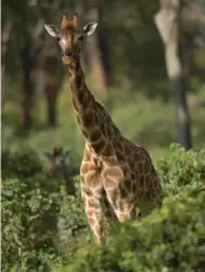  ?? TONY KARUMBA/AFP/GETTY IMAGES ?? The study says the world’s four species of giraffes have been decimated and now number less than 100,000 members.