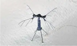  ?? Noah T. Jafferis and E. Farrell Helbling / Harvard Microrobot­ics ?? With four wings, the diminutive RoboBee X-Wing can achieve the thrust efficiency of similarly sized insects such as bees.