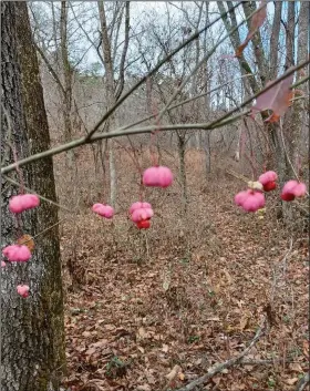  ?? (Special to the Democrat-Gazette) ?? Wahoo (Euonymus atropurpur­eus) is a deciduous plant with tiny, whitish green blooms in the summer followed by pink fruits that pop open to show red seeds.