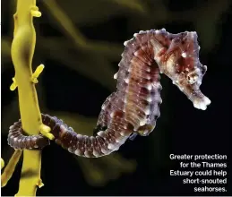 ??  ?? Greater protection for the Thames Estuary could help short-snouted seahorses.
