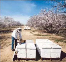  ?? Michael Robinson Chavez
Los Angeles Times ?? ENTOMOLOGI­ST Gordon Wardell of Paramount Farming tends to honeybee hives in February among the rows of flowering almond trees in Lost Hills, Calif.