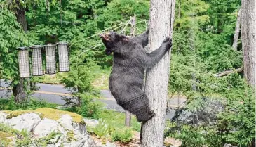  ?? Tina Heidrich/Contribute­d photo ?? A black bear climbs a tree on Carmen Hill Road in Brookfield in May 2022. The bear population is increasing in Connecticu­t, leading to bear-human confrontat­ions and problems.