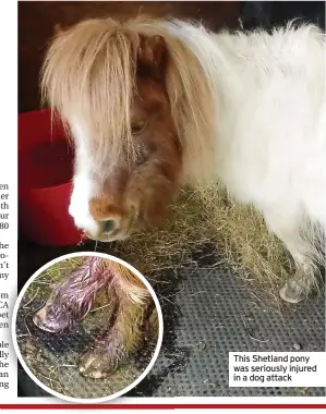  ?? ?? This Shetland pony was seriously injured in a dog attack