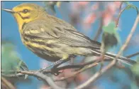  ?? U.S. Fish & Wildlife Service ?? Scientists will be banding scores of songbirds in 2017 like the prairie warbler, above, to better understand how they are using forests in New Hampshire and Maine that have been changed either by transmissi­on lines or logging.