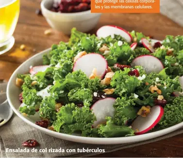  ??  ?? Nuestro consejo. La col rizada contiene gran cantidad de vitamina A, esencial para el sistema inmunitari­o, y de vitamina C, que protege las células corporales y las membranas celulares. Ensalada de col rizada con tubérculos