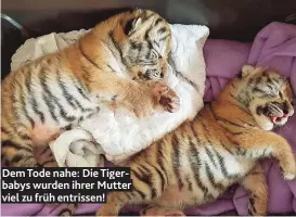  ??  ?? Dem Tode nahe: Die Tigerbabys wurden ihrer Mutter viel zu früh entrissen!