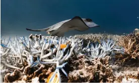  ?? Photograph: Amy Lawson ?? The Great Barrier Reef in Queensland experience­d its fifth mass coral bleaching event in eight years this summer.