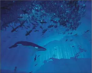  ??  ?? In Abzu the subtle shifts in musical tone which form an overall symphony of audible excellence, the breathtaki­ng visuals and the magnificen­t sense of life imparted by this game make it absolutely worth a purchase.