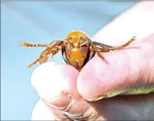  ??  ?? A sample specimen of a dead Asian Giant Hornet from Japan. — AFP photos