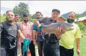  ?? HT FILE PHOTO ?? Brown and rainbow trouts are cold water fish introduced in Kashmir over 100 years ago.