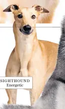  ?? ?? SIGHTHOUND Energetic