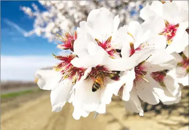  ?? Courtesy of Jim Morris/sacramento Valley Water ?? An almond orchard is in full bloom in Arbuckle on Monday.