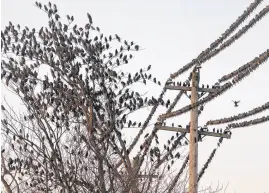  ?? LYNN CURWIN/TRURO NEWS ?? Thousands of starlings gather on wires and trees along Willow Street before flying off to roost for the night.