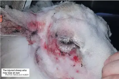  ?? PHOTOS: NIKOLAUS HUBER ?? The injured sheep who may lose an eye