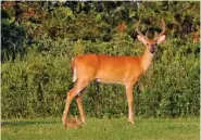  ?? AP FILE PHOTO/ORLIN WAGNER ?? No, that’s not Bambi and Thumper, just your average buck and bunny making their way in the wilderness. The middle of November to Thanksgivi­ng is a time when deer hunters fill the woods in hopes of taking a big buck during the mating season known as the rut.